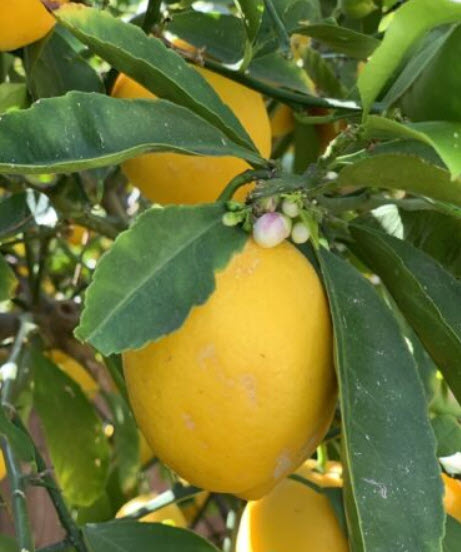 ต้นเลม่อน เมเยอร์ (Lemon Meyer) สูง 50-70 ซ.ม.