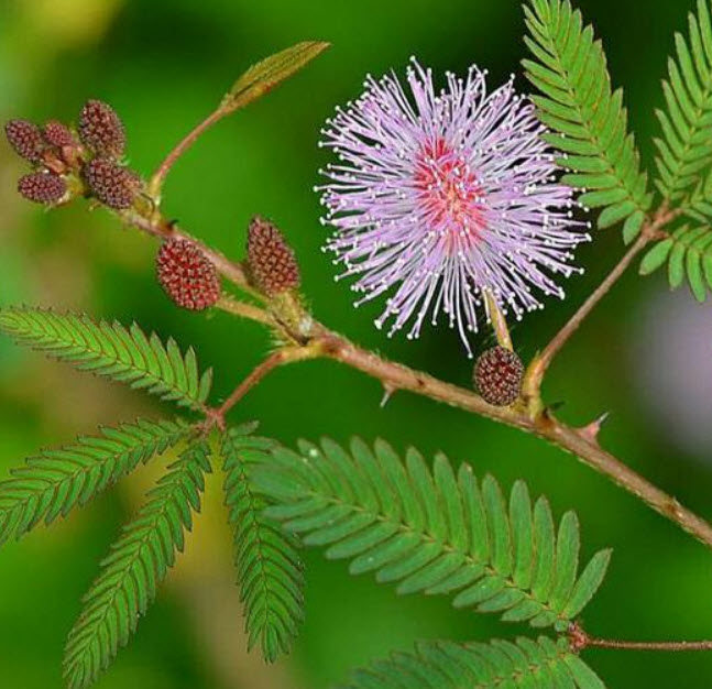 ไมยราบ ใบเขียว (Sensitive Plant) / 50 เม็ด (UK)