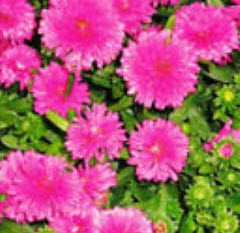 แอสเตอร์ (Aster) สีชมพู / ซอง 50 เม็ด (A203)