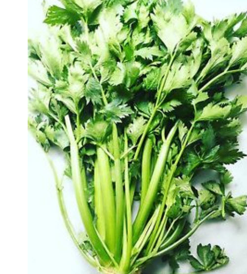 คื่นช่ายยักษ์ (Giant Prague Celery) / 800 เม็ด