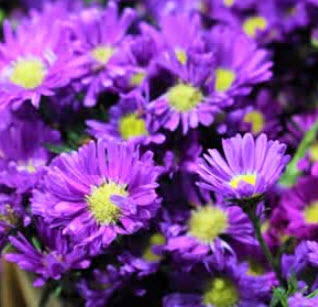 ต้นดอกคัตเตอร์สีม่วงเข้ม (Purple Cutter Flower) / ต้น