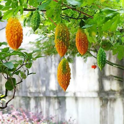 มะระหวาน (Sweet Balsam pear) / 10 เม็ด