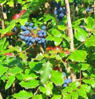 โอเรกอน เกรป (Oregon grape) / 30 เม็ด (UK)