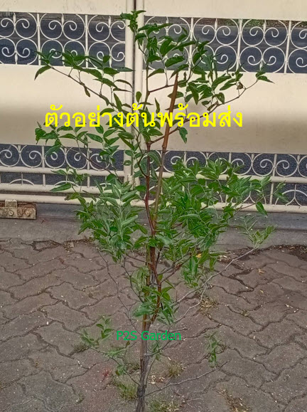 ต้น พุทราแดง (หงจ่าว) พุทราจีนลูกยาว ต้นใหญ่ น่าปลูก สูง 100 ซ.ม.+ ต้นไม้นำเข้า