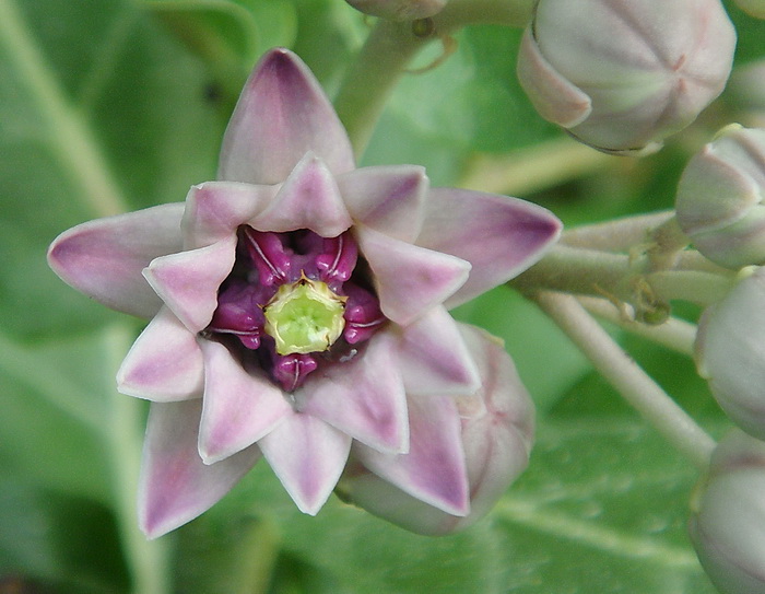 ต้นรัก ดอกซ้อนสีม่วง สูง 50-60 ซม. / ต้น