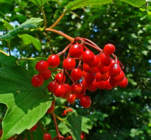 กิลเดอร์ โรส (Guelder Rose / Viburnum opulus) บอนไซ / 50 เม็ด (UK)