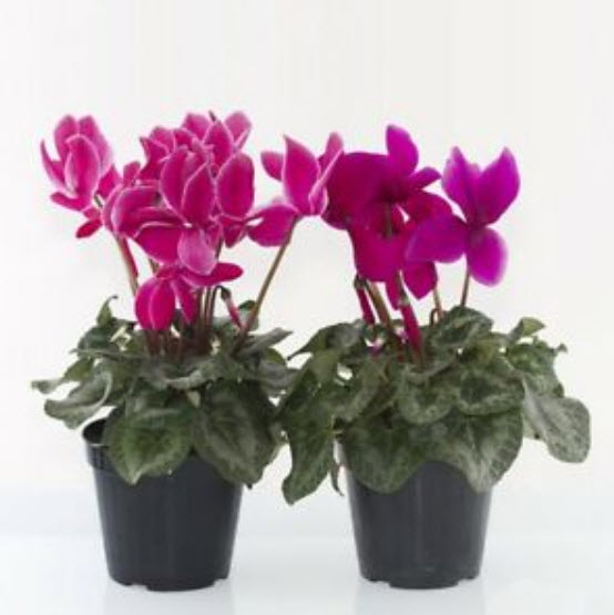 ไซคลาเมน (Cyclamen) คละสี / 100 เม็ด (S116)