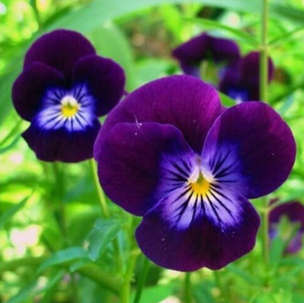 ไวโอลา หรือหน้าแมวจิ๋ว สีม่วง (Viola cornuta King Henry) / 200 เม็ด (UK)