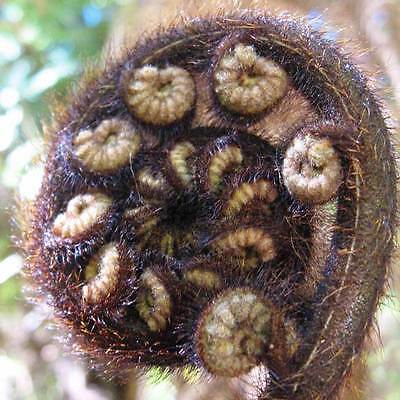 เฟิร์นใบเงิน (Silver Tree Fern) / 25 เม็ด (New Zealand)