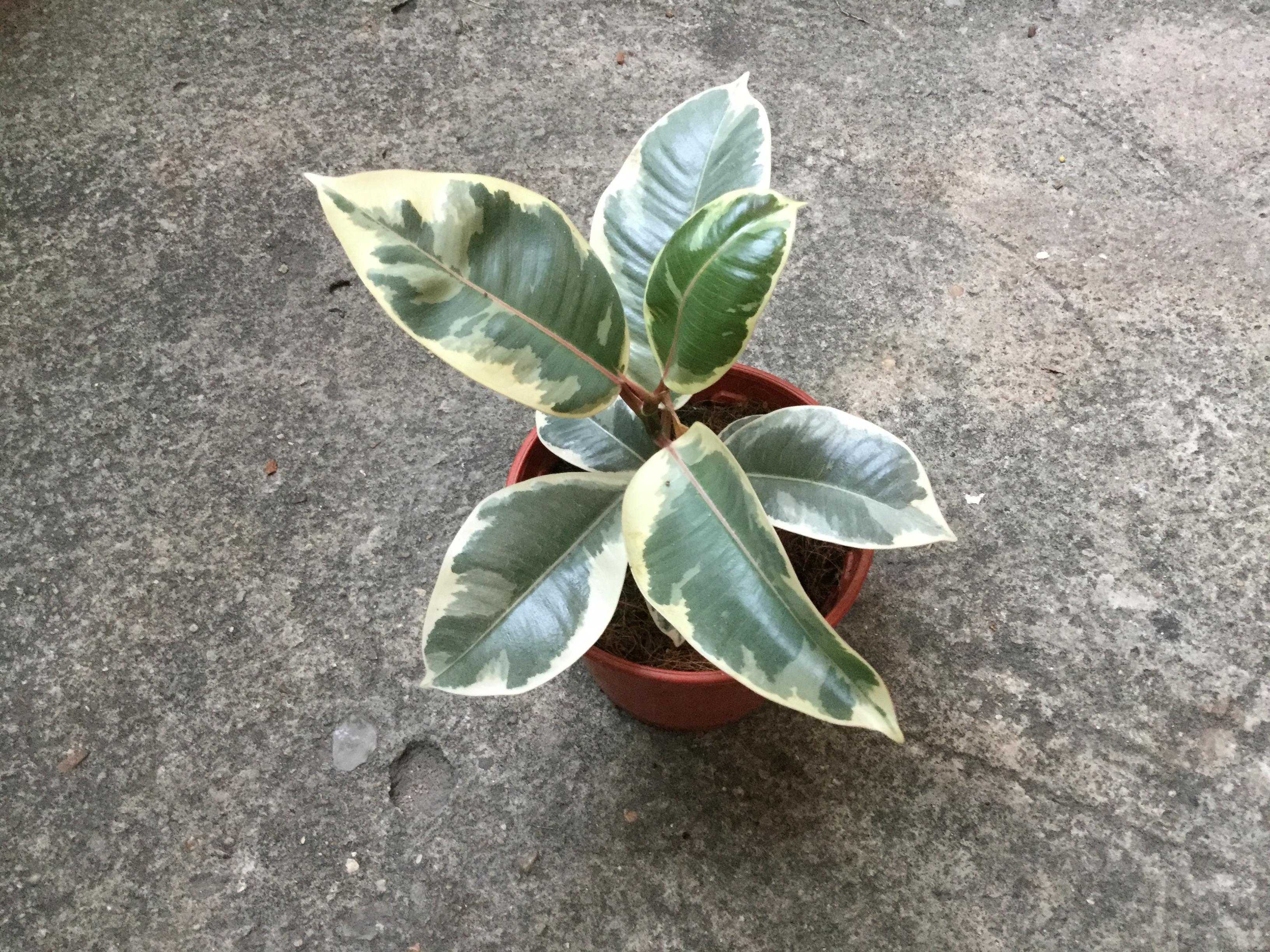 ต้นยางอินเดียแคระ ใบด่างขาว กระถาง 6 นิ้ว สูง 30-50 ซม. / ต้น