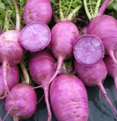 หัวไชเท้า Bluemoon & Redmoon F1 Hybrid คละ / 100 เม็ด (UK)