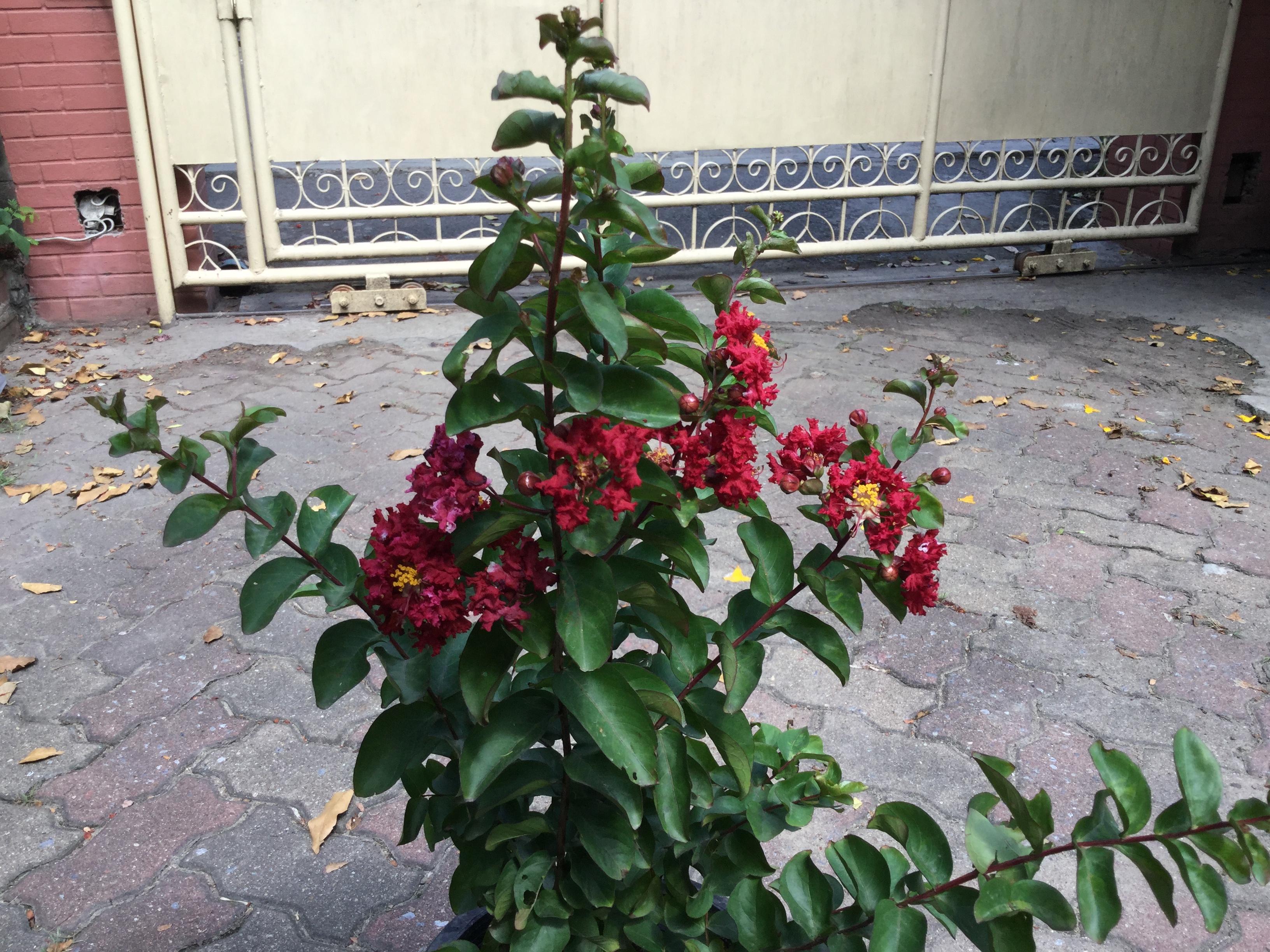 ต้นยี่เข่ง ดอกแดง สูง 50-80 ซ.ม. / ต้น