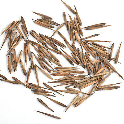 ไผ่โมโซ (Moso bamboo) / 50 เม็ด (นอก)