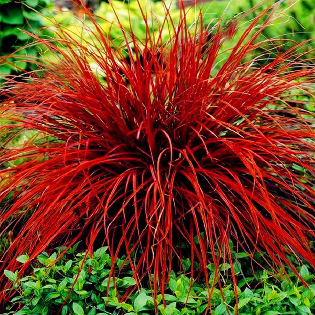 หญ้าสับปะรด (Pineapple grass) สีแดง / 100 เม็ด