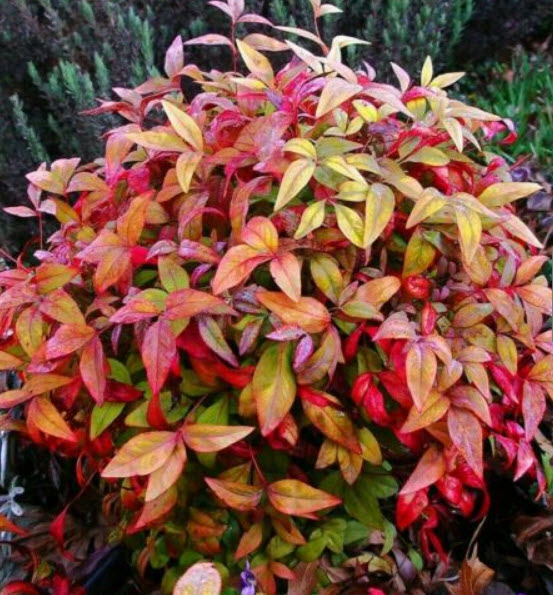 นันเตง หรือไม้ไผ่สวรรค์ (Nandina Domestica) / 5 เม็ด (France)