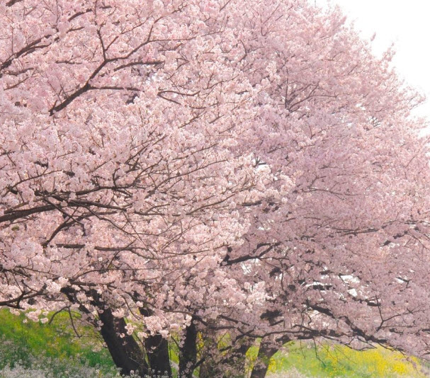 โยชิโนะ เชอรี่ (Yoshino Cherry) / 5 เม็ด