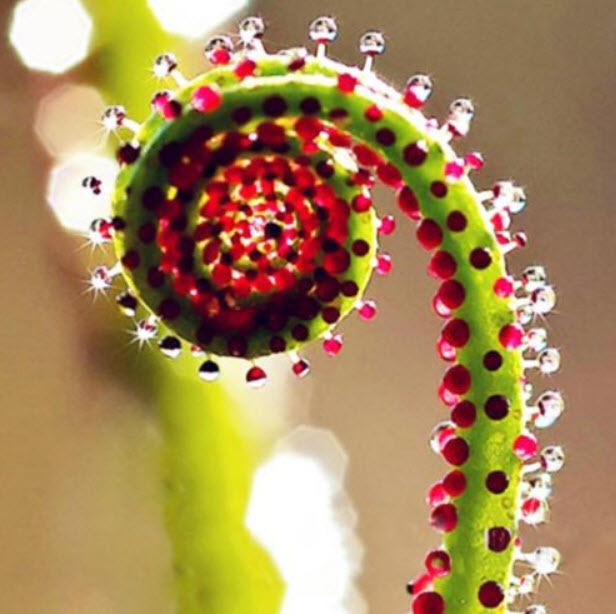 สนน้ำค้างโปรตุเกส (Drosophyllum) / 100 เม็ด