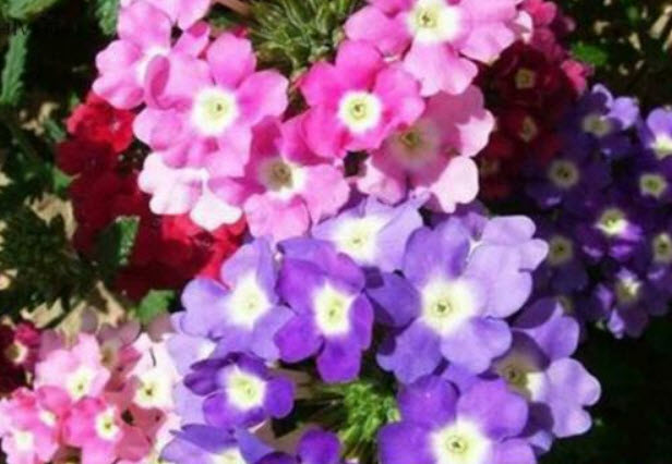 ซากูระบอนไซ (Sakura) คละสี / 25 เม็ด (China)