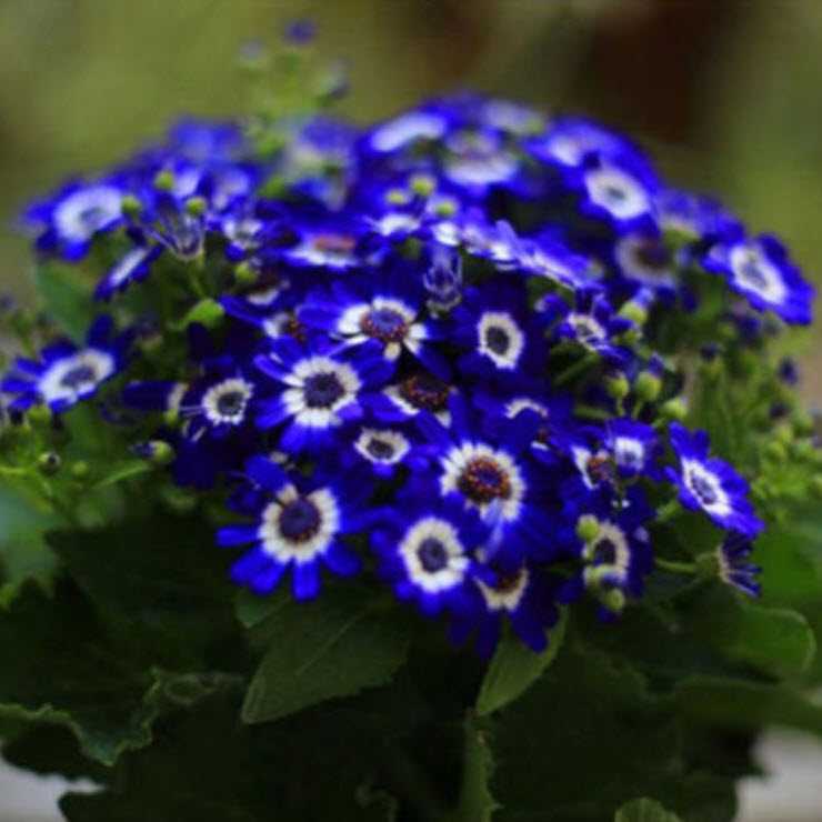 เดซี่ บลู อาย (Blue Eyed Daisy) / 100 เม็ด