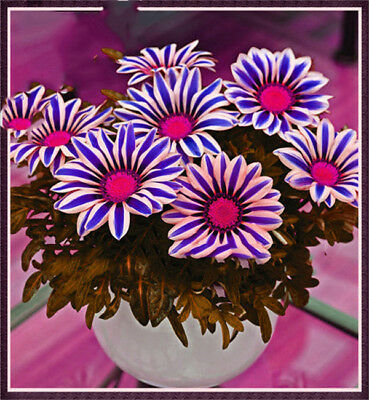 กาซาเนียแอฟริกา (Africa Gazania) คละ / 50 เม็ด