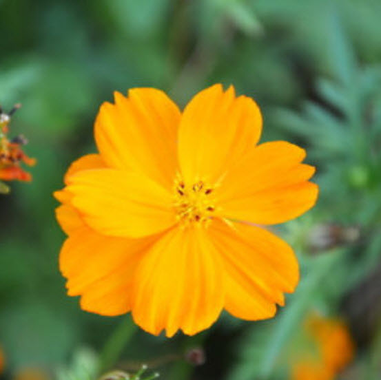 ดาวกระจาย (Cosmos) คละ / ซอง 50 เม็ด (A095)