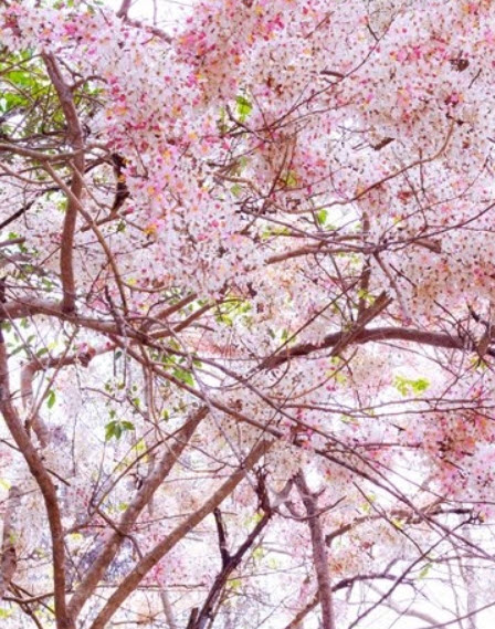 กัลปพฤกษ์ (Pink cassia) / 25 เม็ด (P2S)