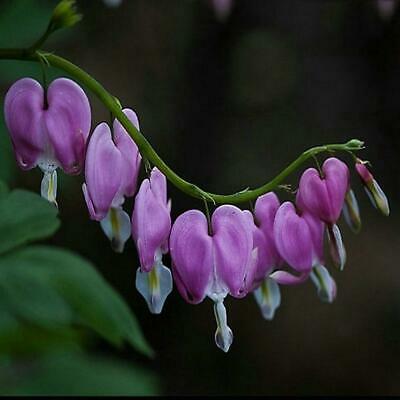 หทัยหยาดทิพย์ (Bleeding Heart) สีม่วง / 10 เม็ด