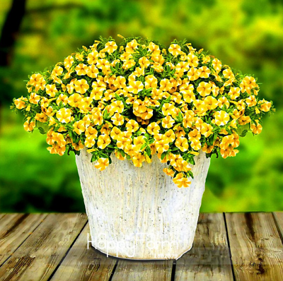 คาลิบราโคว์ - เลม่อน สไลซ์ ซูเปอเบลล์ (Calibrachoa - Lemon Slice Superbells) / 100 เม็ด