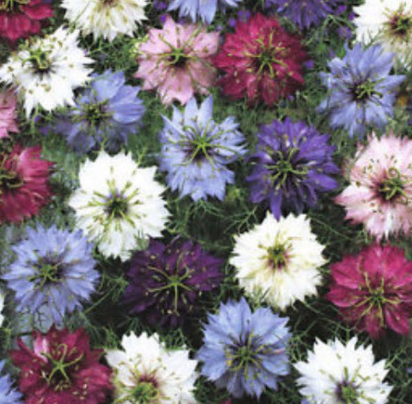 รักในสายหมอก (Love in a Mist) สีม่วง / 200 เม็ด (Australia)