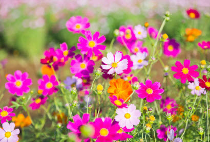 ดาวกระจาย (Cosmos) คละ / 200 เม็ด