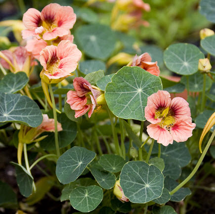 แนสเตอเตียม (Nasturtium - Ladybird) / 30 เม็ด (UK)