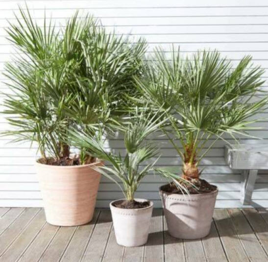ปาล์มเมดิเตอเรเนียน (Mediterranean Palm) / 2 เม็ด (Italy)