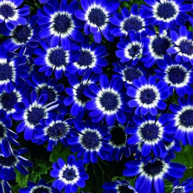 เดซี่ บลู อาย (Blue Eyed Daisy) / 100 เม็ด