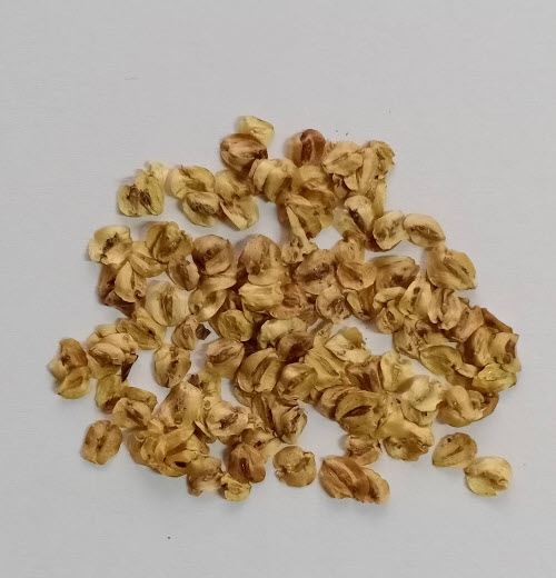 สนเรดวูด (Redwood Dawn / Metasequoia glyptostroboides) / 20 เม็ด (Portugal) *