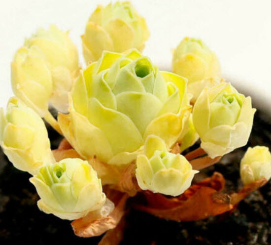 กรีโนเวีย (Greenovia Aurea) สีเหลือง) / 100 เม็ด