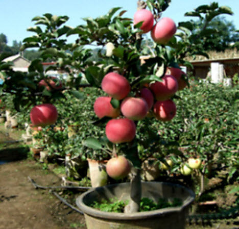 แอปเปิ้ลแดง (Red Apple) / 30 เม็ด (นอก)