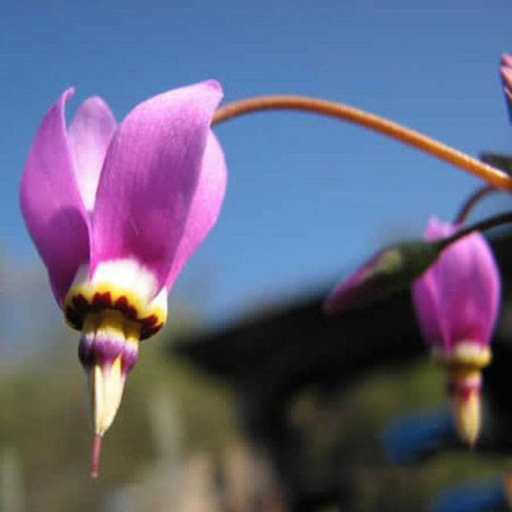 Shooting Star Flower สีม่วง / 25 เม็ด (นอก)