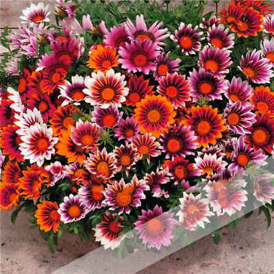 กาซาเนียแอฟริกา (Africa Gazania) คละ / 50 เม็ด