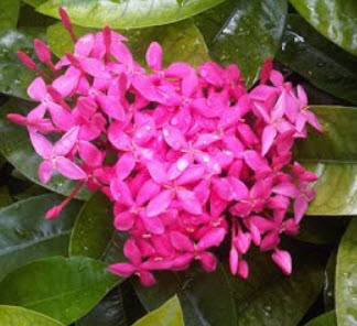 ต้นเข็มชมพู สูง 40-60 ซ.ม. / ต้น