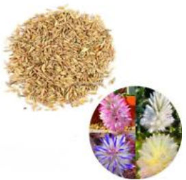 หญ้าหางหมาจิ้งจอก คละสี (mix) / 100 เม็ด (China)