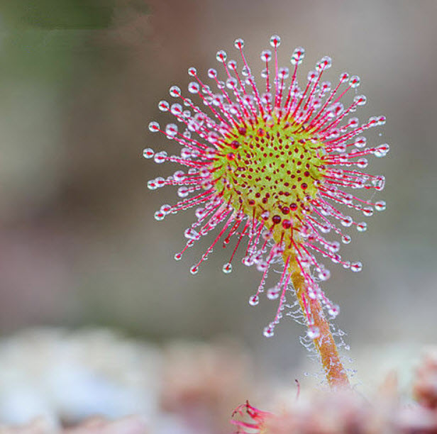 หญ้าไฟตะกาด (Shield sundew) / 50 เม็ด