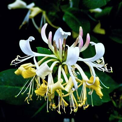 สายน้ำผึ้ง (Honeysuckle) / 50 เม็ด (Malaysia)