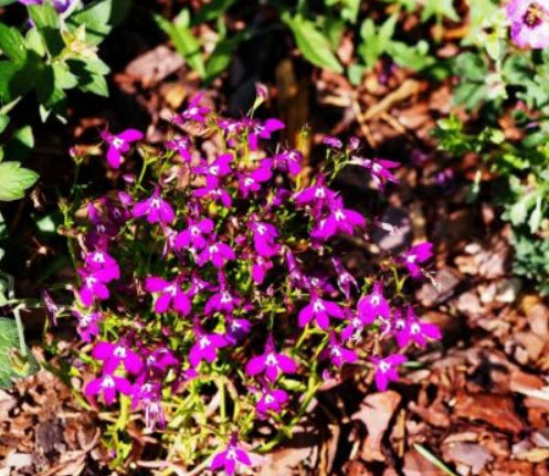 โลบีเลียเลื้อย - คาร์มาย (Lobelia - Carmine) สีแดง / 3,200 เม็ด (Poland)