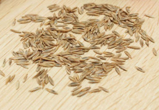 หญ้าฟาง (Fescue grass) คละสี / 500 เม็ด