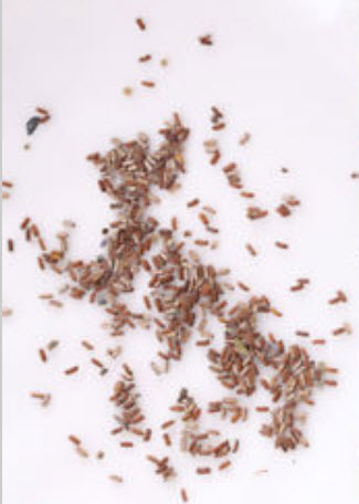 เวอร์บีน่า (Verbena / Vervain) สีม่วง / 100 เม็ด