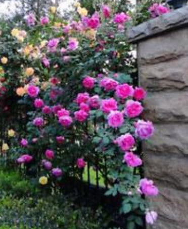 กุหลาบเลื้อย สีม่วง / 100 เม็ด (PT7)