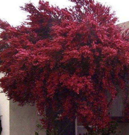 มานูก้า (Manuka) สีแดง ดอกซ้อน / 500 เม็ด (Australia)