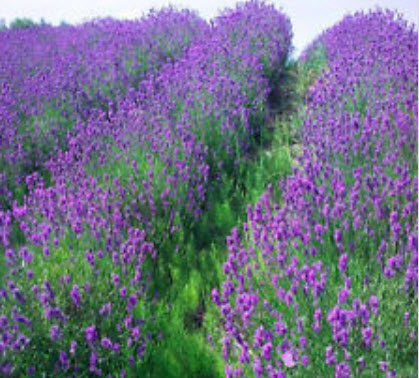 ลาเวนเดอร์อังกฤษ (English Lavender) / 100 เม็ด