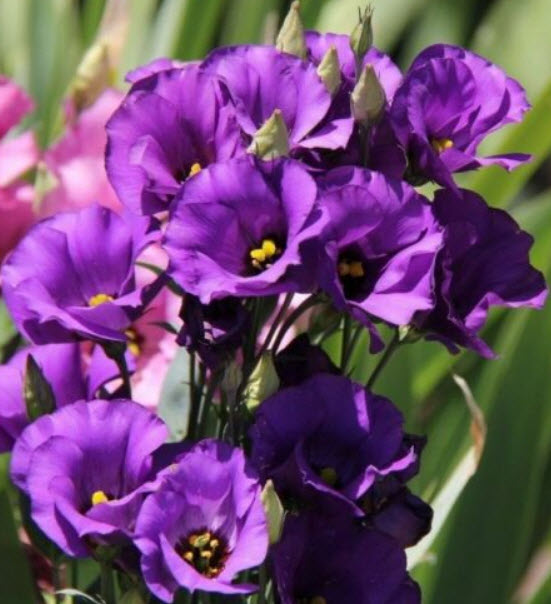 ไลซิแอนทัส (Lisianthus - Florida Blue F1) / 5 เม็ด (Ukraine)