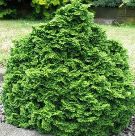 สนฮิโนกิ (Hinoki Cypress) / 50 เม็ด (Russia)